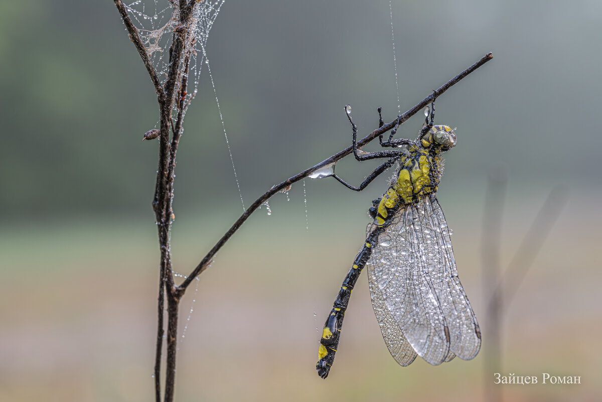 Стрекозка,в утреннем душе. - Роман Зайцев Стрекозка,в утреннем душе. - Роман Зайцев