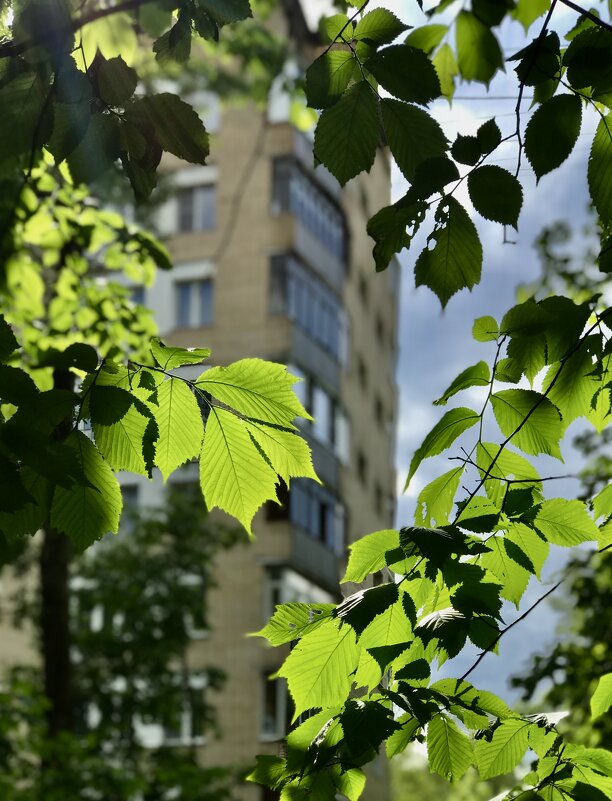Городские изумруды!) - Любовь Городские изумруды!) - Любовь