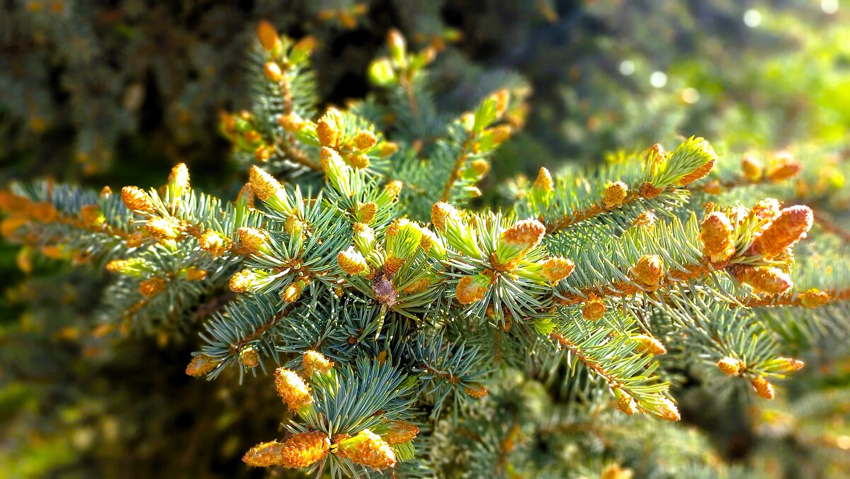 Подуло сильным, тёплым, ласковым ветром - Hope 