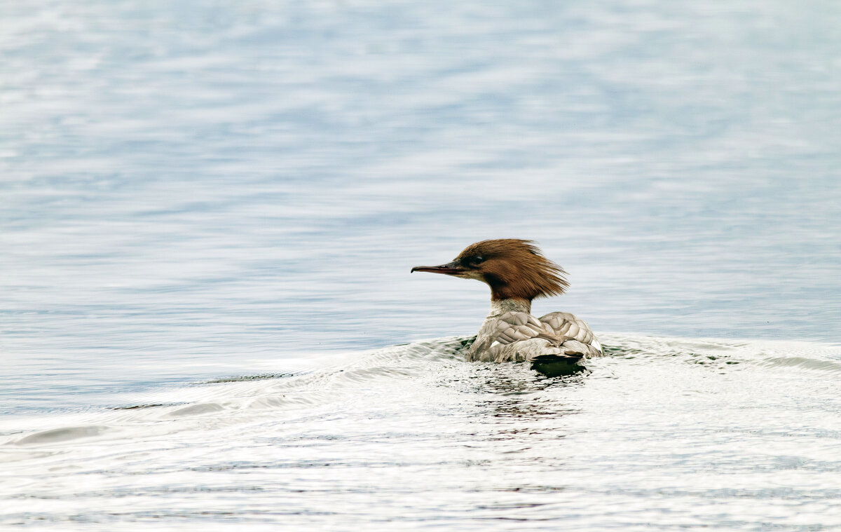 Крохаль. - Yuri Chudnovetz