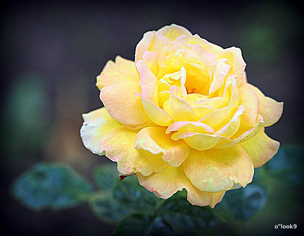 они на радость нам даны - Олег Лукьянов они на радость нам даны - Олег Лукьянов