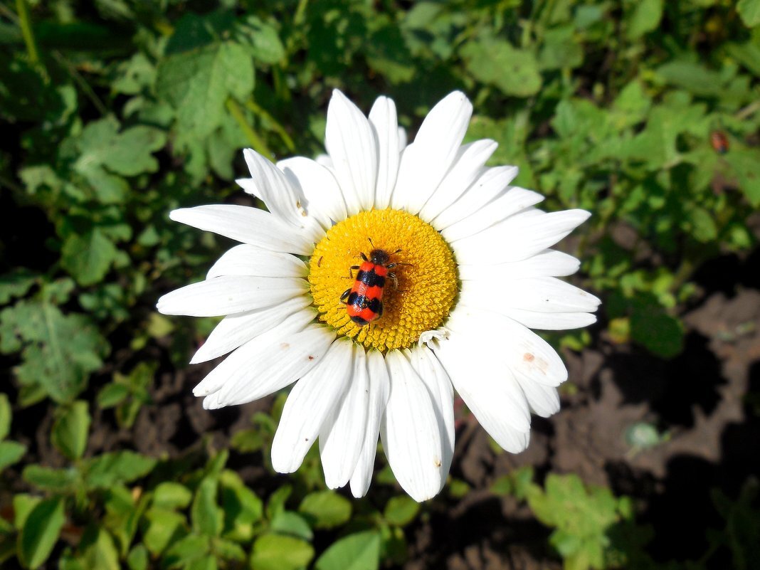 Букашка на ромашке - Надежда Букашка на ромашке - Надежда