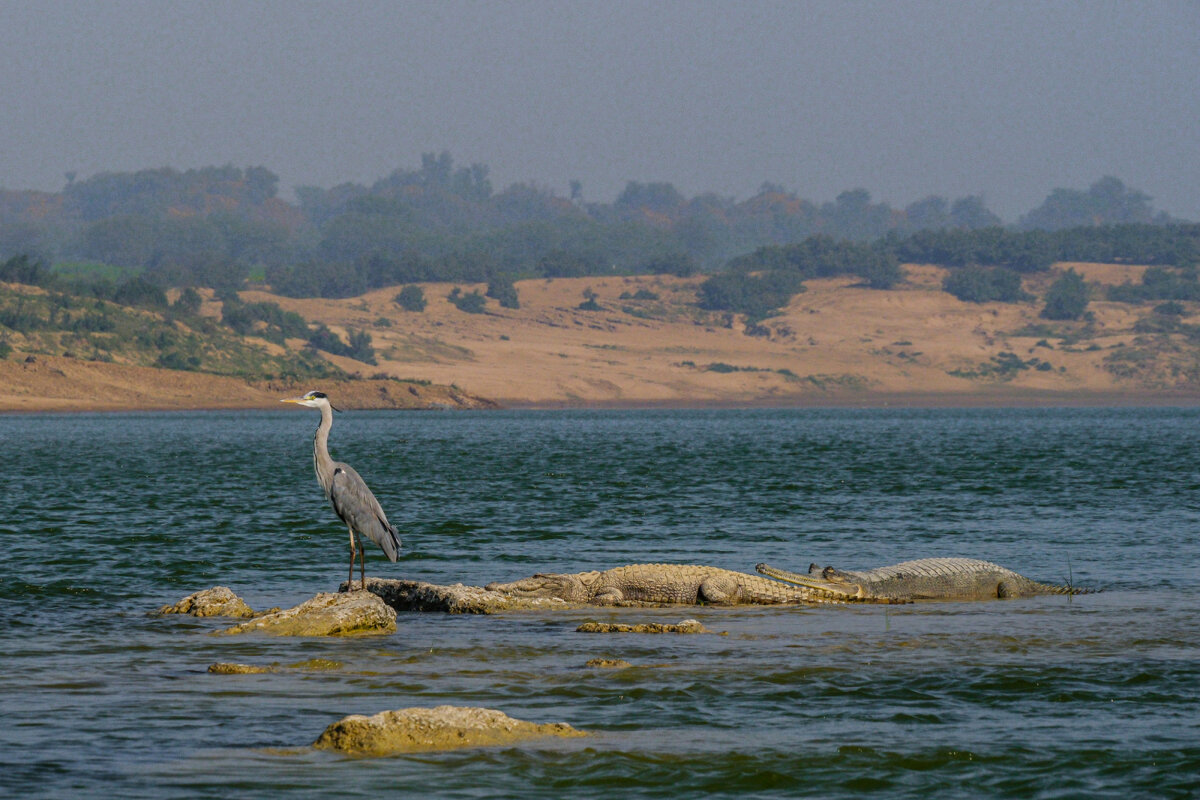 Большая серая цапля в реке Чамбал - Георгий А Большая серая цапля в реке Чамбал - Георгий А