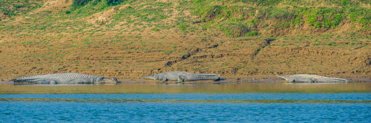 Население реки Чамбал - Георгий А