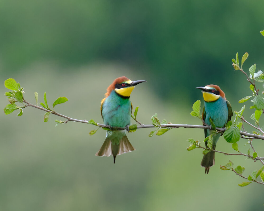 Золотистые щурки - Александр Золотистые щурки - Александр