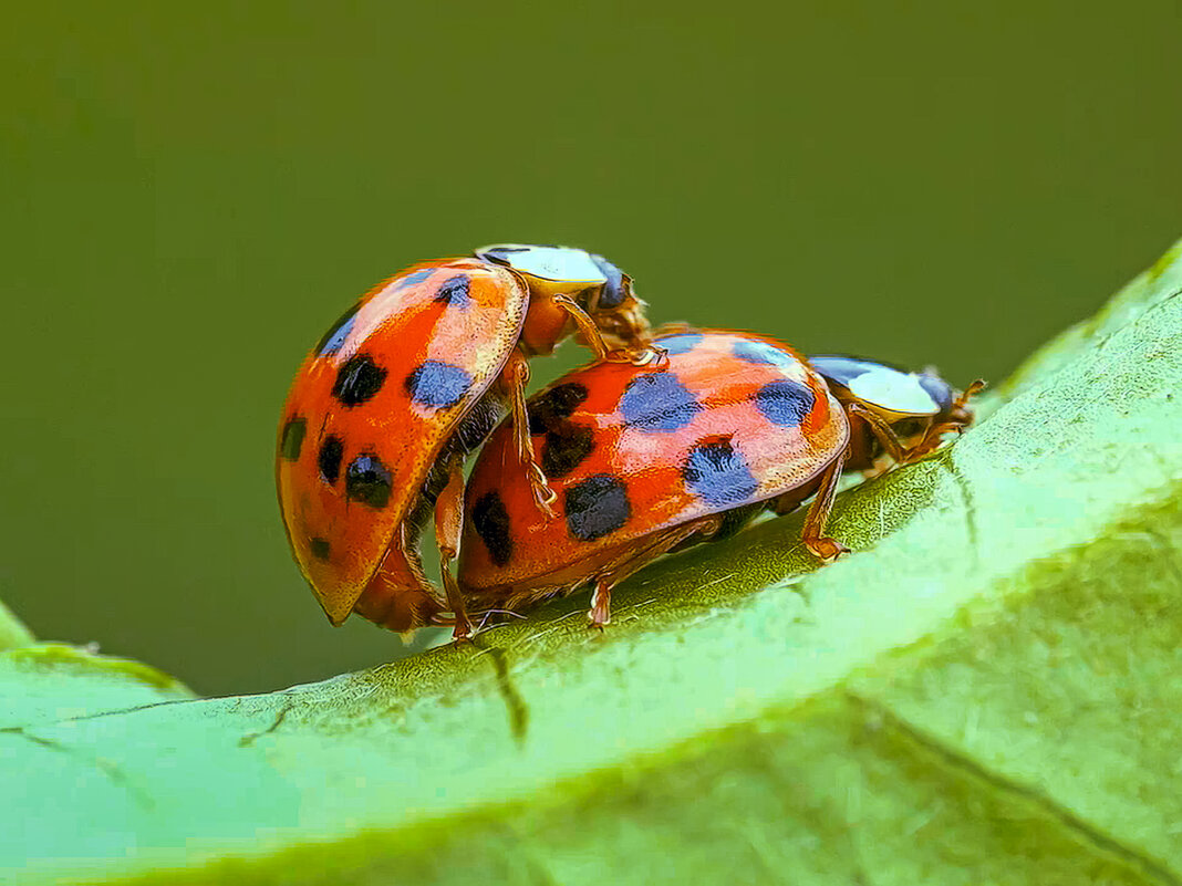 Божьи коровки - Aleksey Afonin