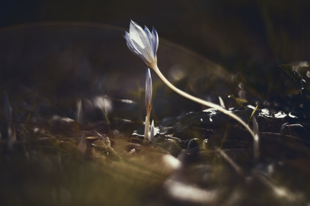 Осеннее таинство. - Анатолий Щербак