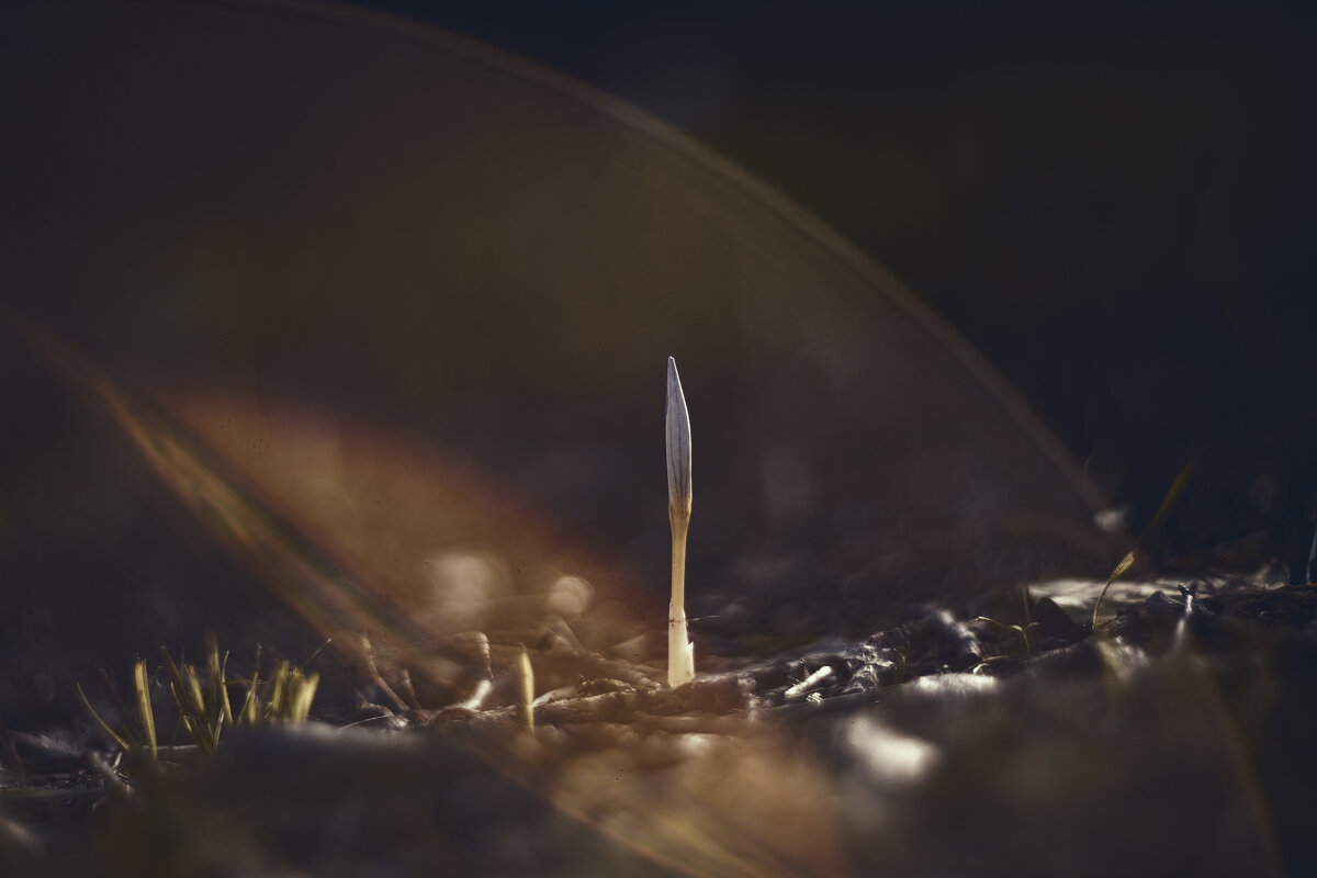 Осеннее таинство. - Анатолий Щербак Осеннее таинство. - Анатолий Щербак