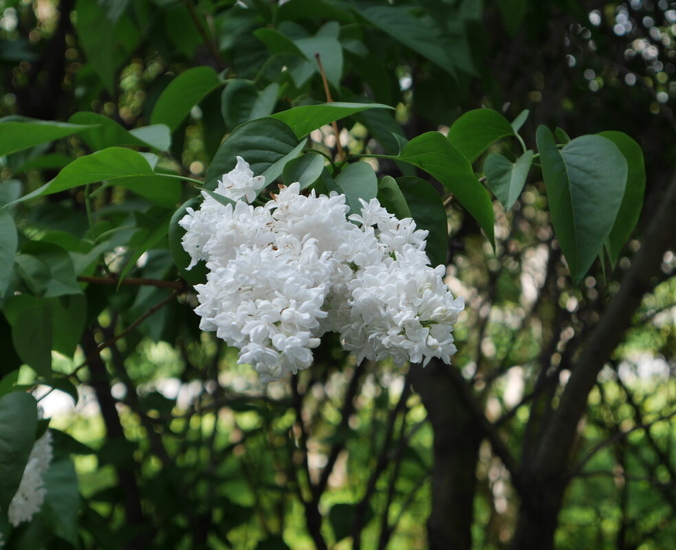 Когда цвела сирень - Наталья Rosenwasser Когда цвела сирень - Наталья Rosenwasser