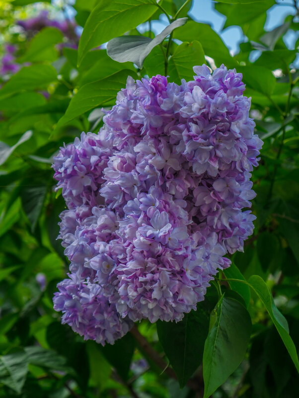 Май. Аромат сирени - Наталья Rosenwasser Май. Аромат сирени - Наталья Rosenwasser
