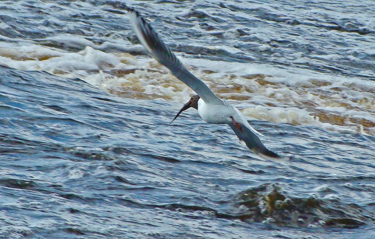 озерная чайка - gawrilа - dan