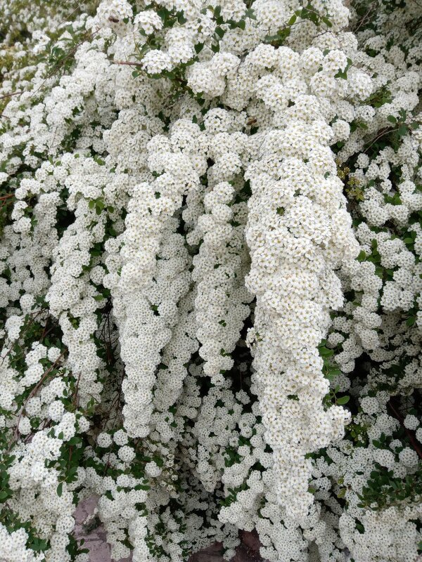 Водопад цветов - Татьяна Пальчикова