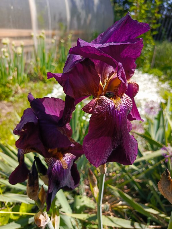 Фиолетовый - Татьяна Пальчикова Фиолетовый - Татьяна Пальчикова