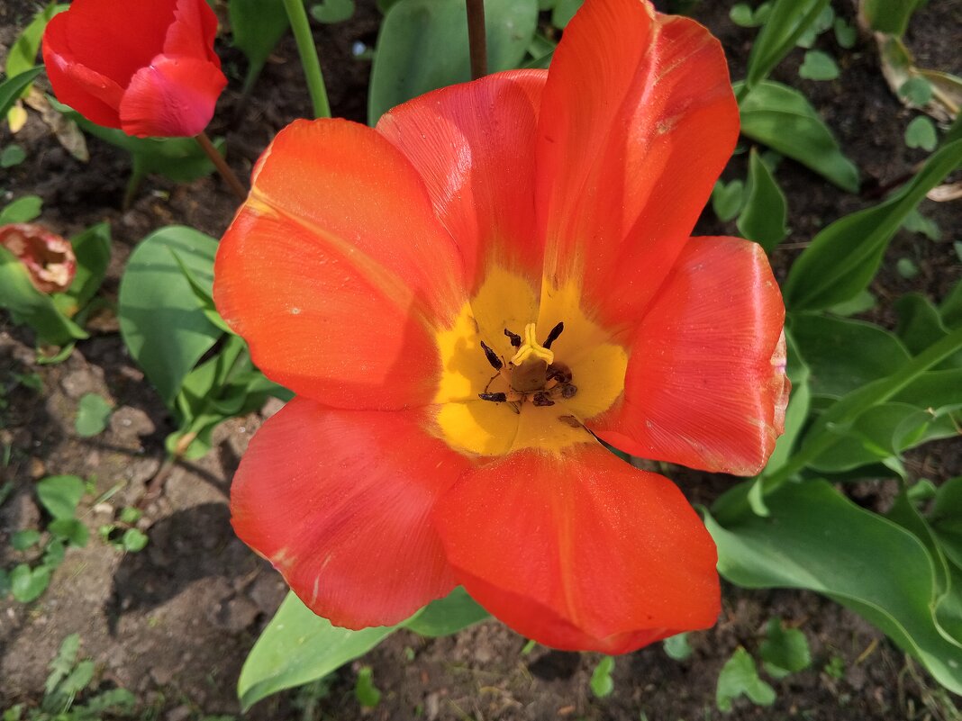 Тюльпан - Сапсан 