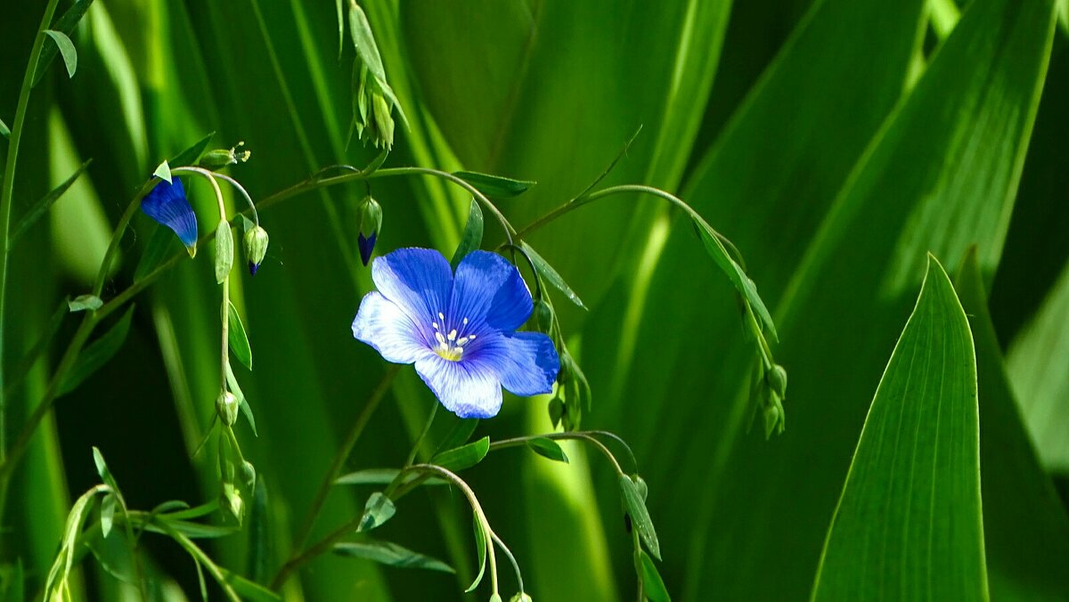 Синий ленок - Милешкин Владимир Алексеевич Синий ленок - Милешкин Владимир Алексеевич