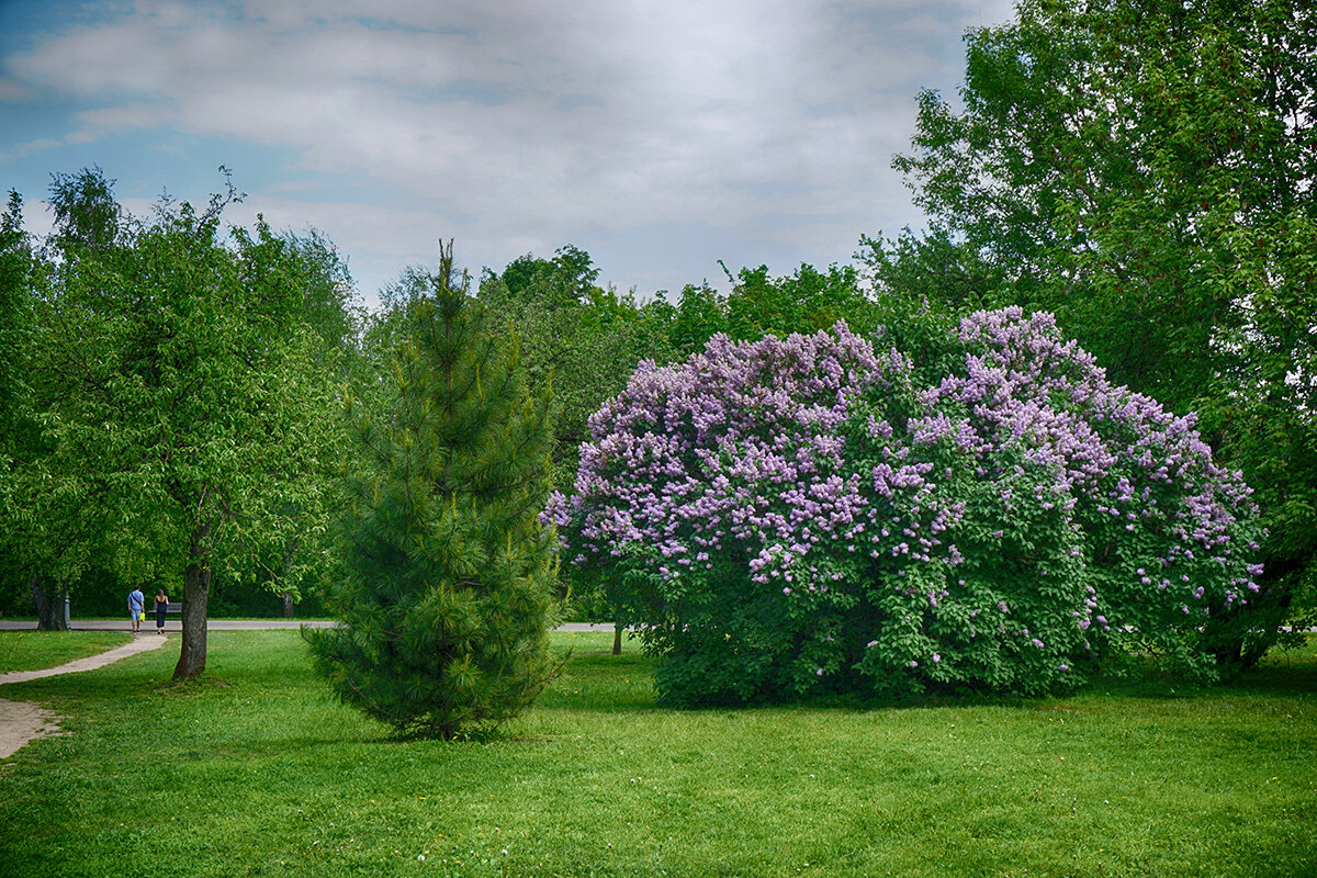 Весна в Коломенском - Ольга Весна в Коломенском - Ольга