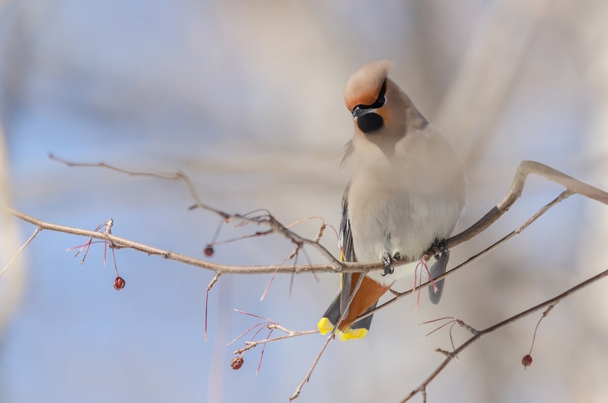 Свиристель. - Виктор Иванович Чернюк