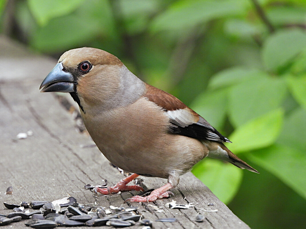 Самка дубоноса - Лина Самка дубоноса - Лина