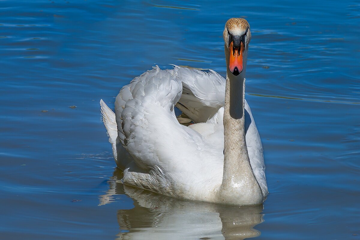 Лебедь - Игорь Сикорский Лебедь - Игорь Сикорский