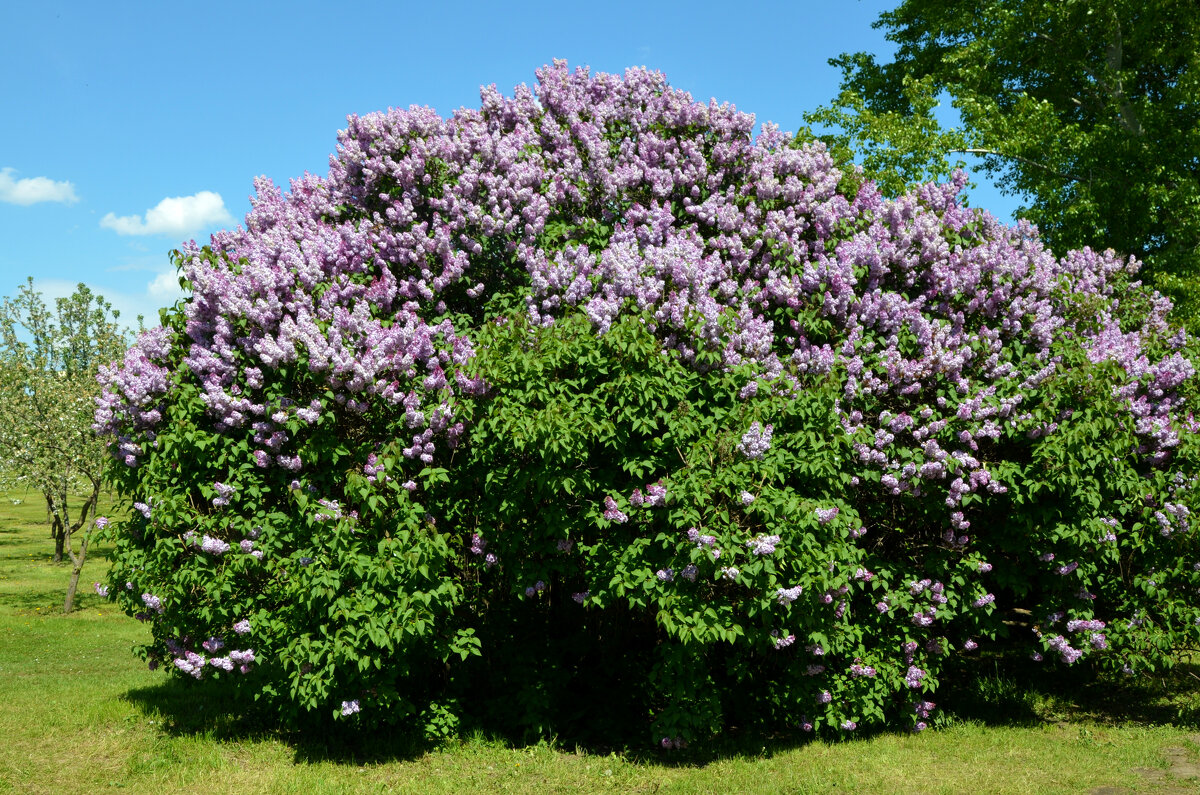 Москва. Парк Коломенское. - Наташа *****