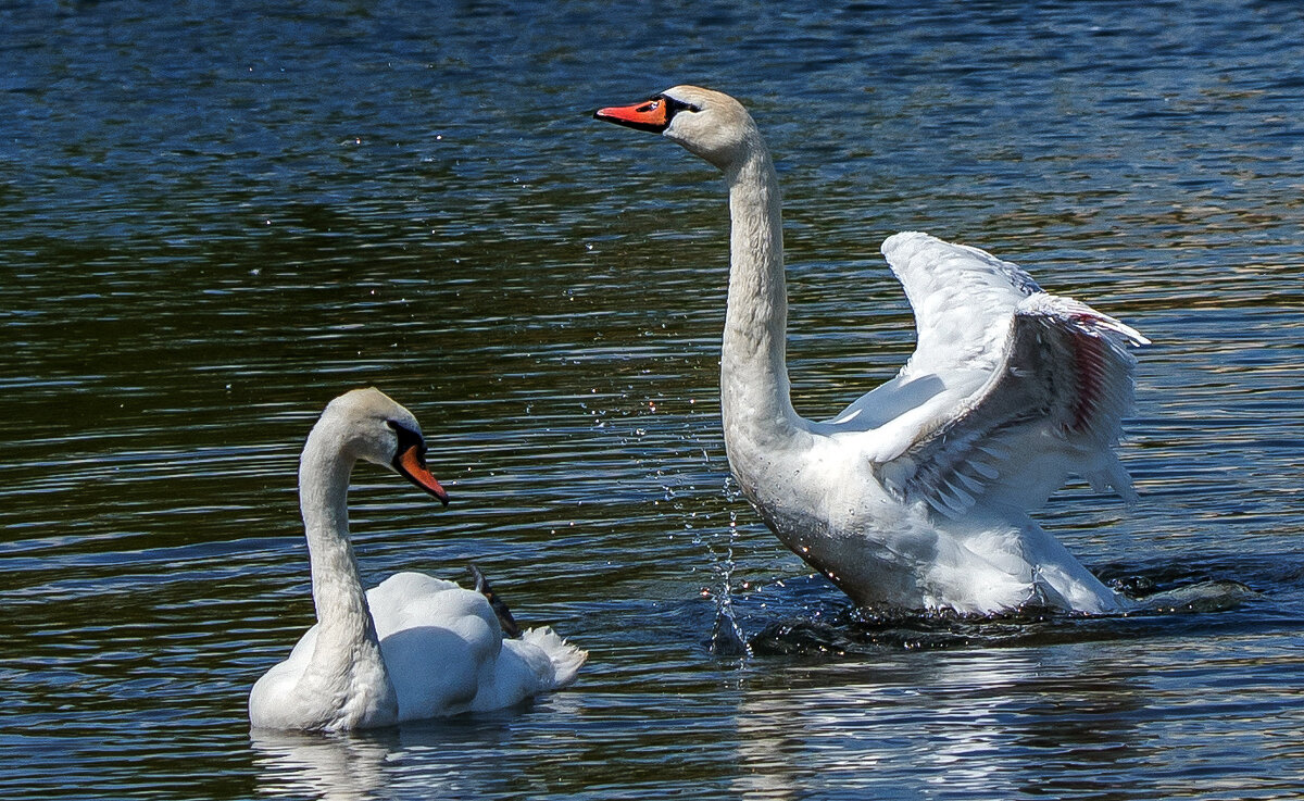 Лезгинка. - Владимир Безбородов Лезгинка. - Владимир Безбородов