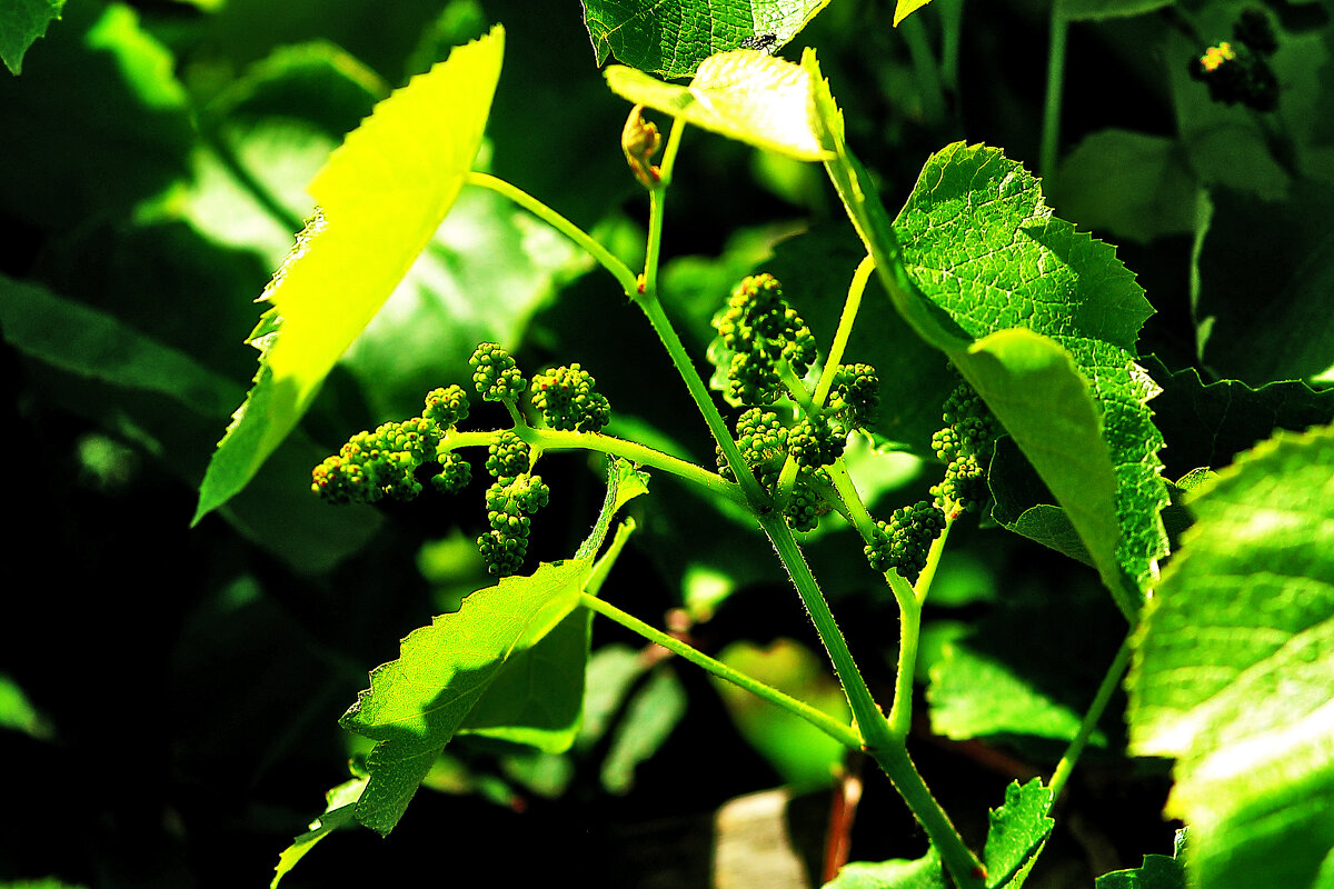 На моём участке - Юрий Гайворонскiий На моём участке - Юрий Гайворонскiий