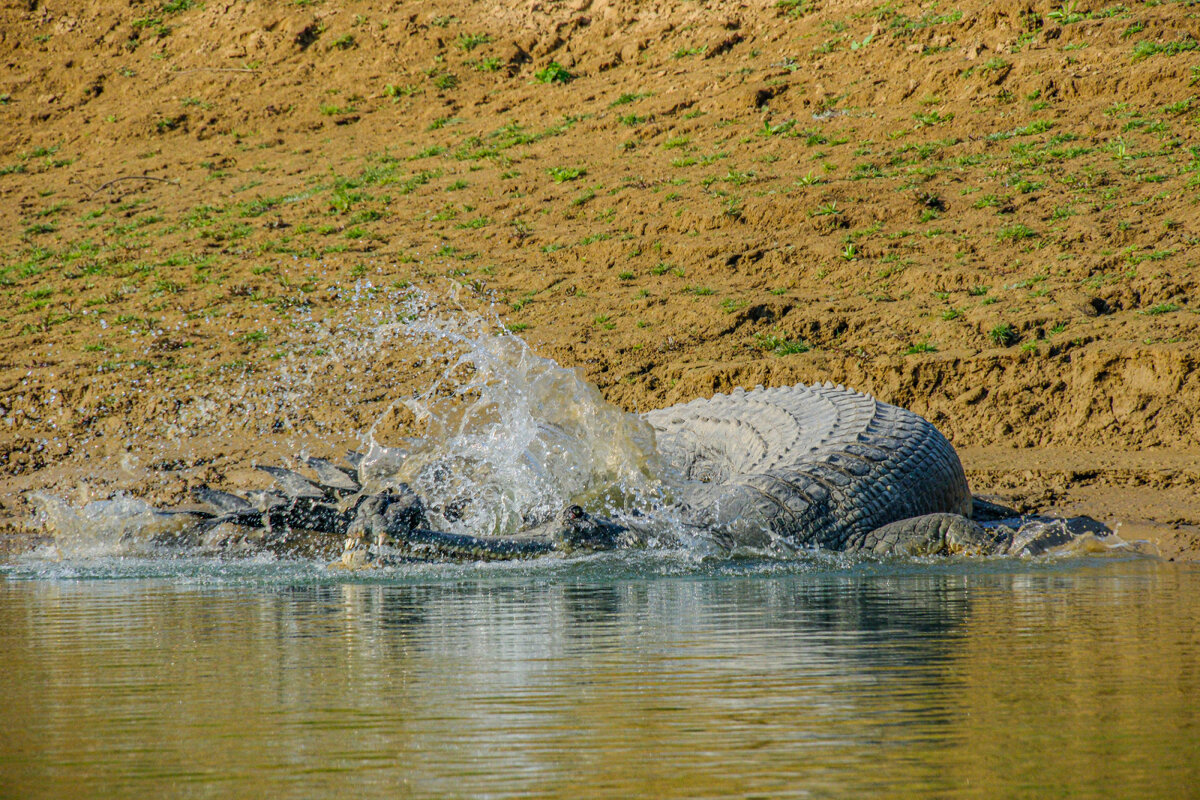Крокодил гавиал - Георгий А Крокодил гавиал - Георгий А