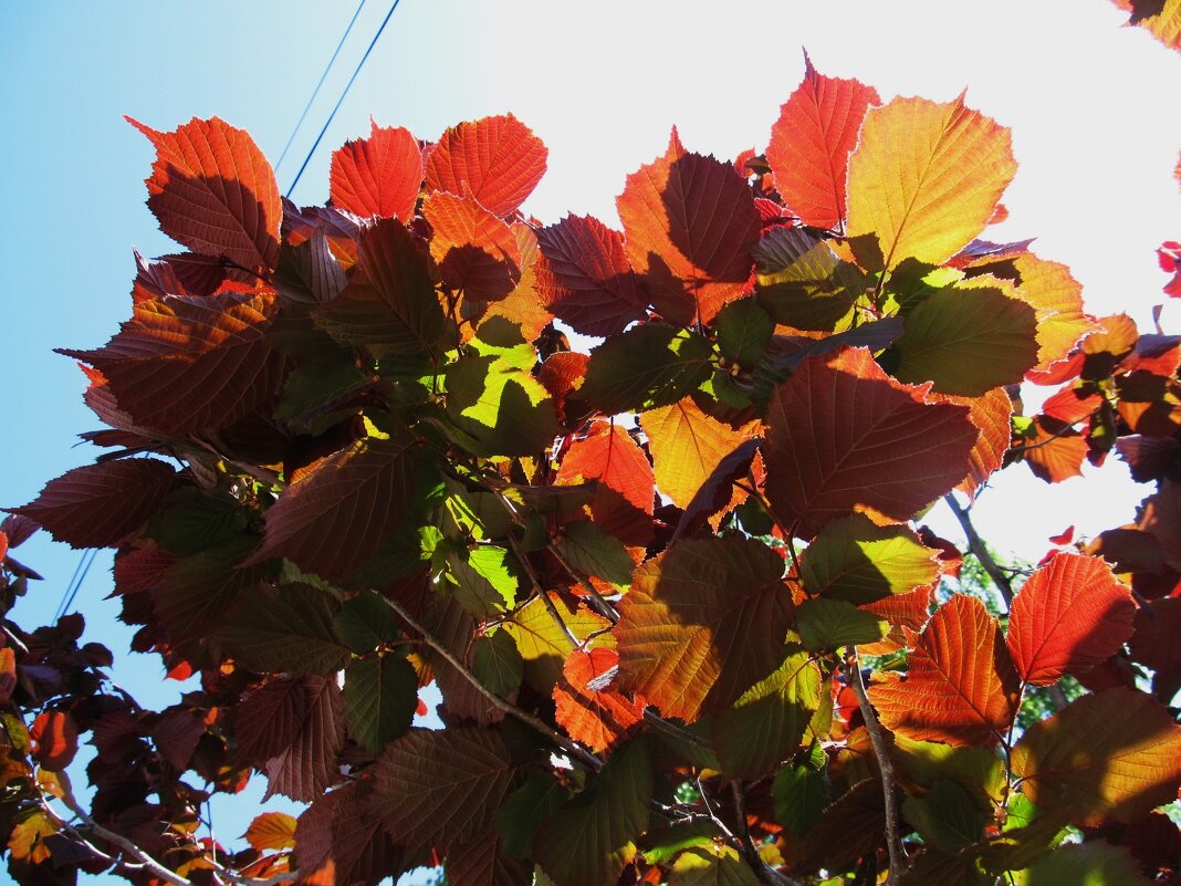 краски мая - Елена Шаламова