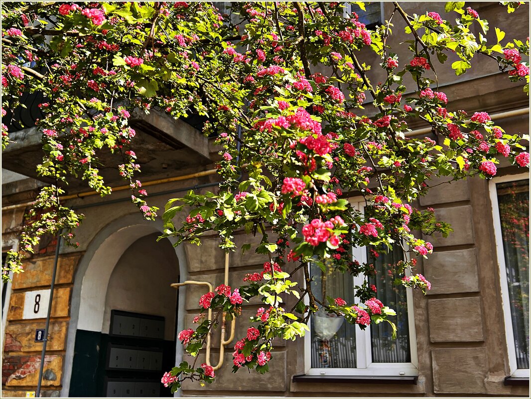 Боярышник. - Валерия Комова Боярышник. - Валерия Комова