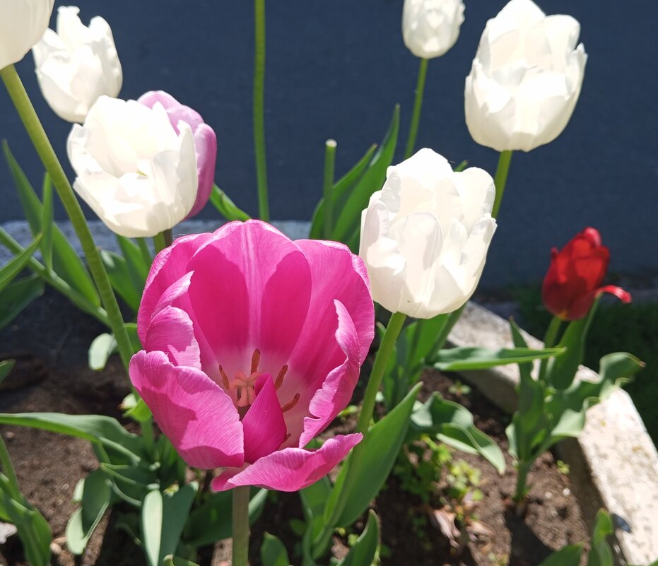 Тюльпаны - Елена Семигина Тюльпаны - Елена Семигина