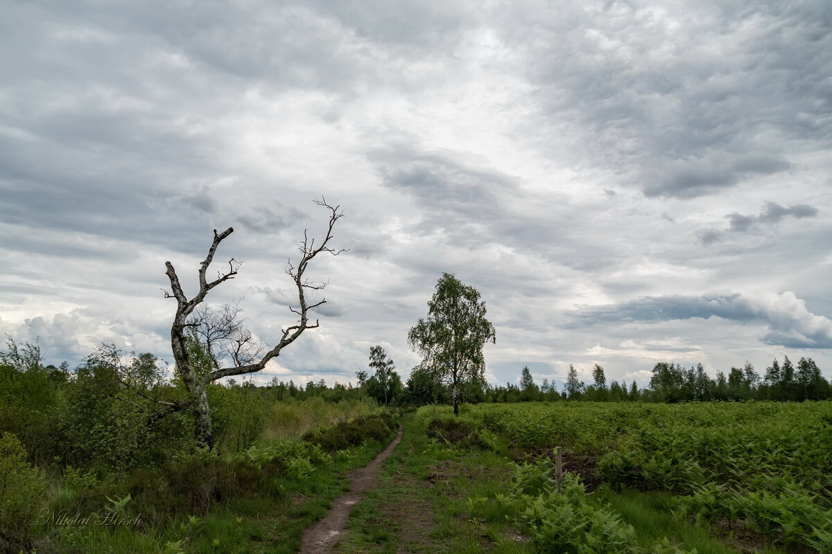 По краю болота... - Николай Гирш