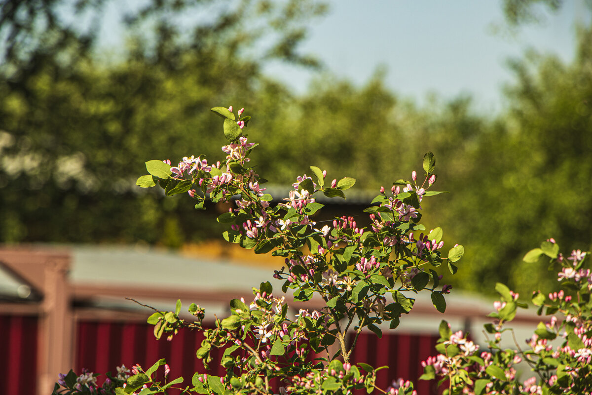 Ещё раз про жимолость - Петр Беляков