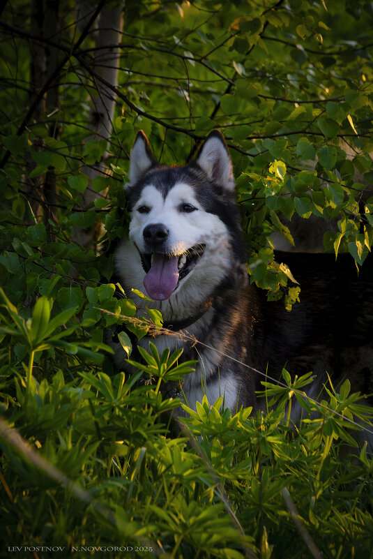 Ярик. - leff Postnov Ярик. - leff Postnov