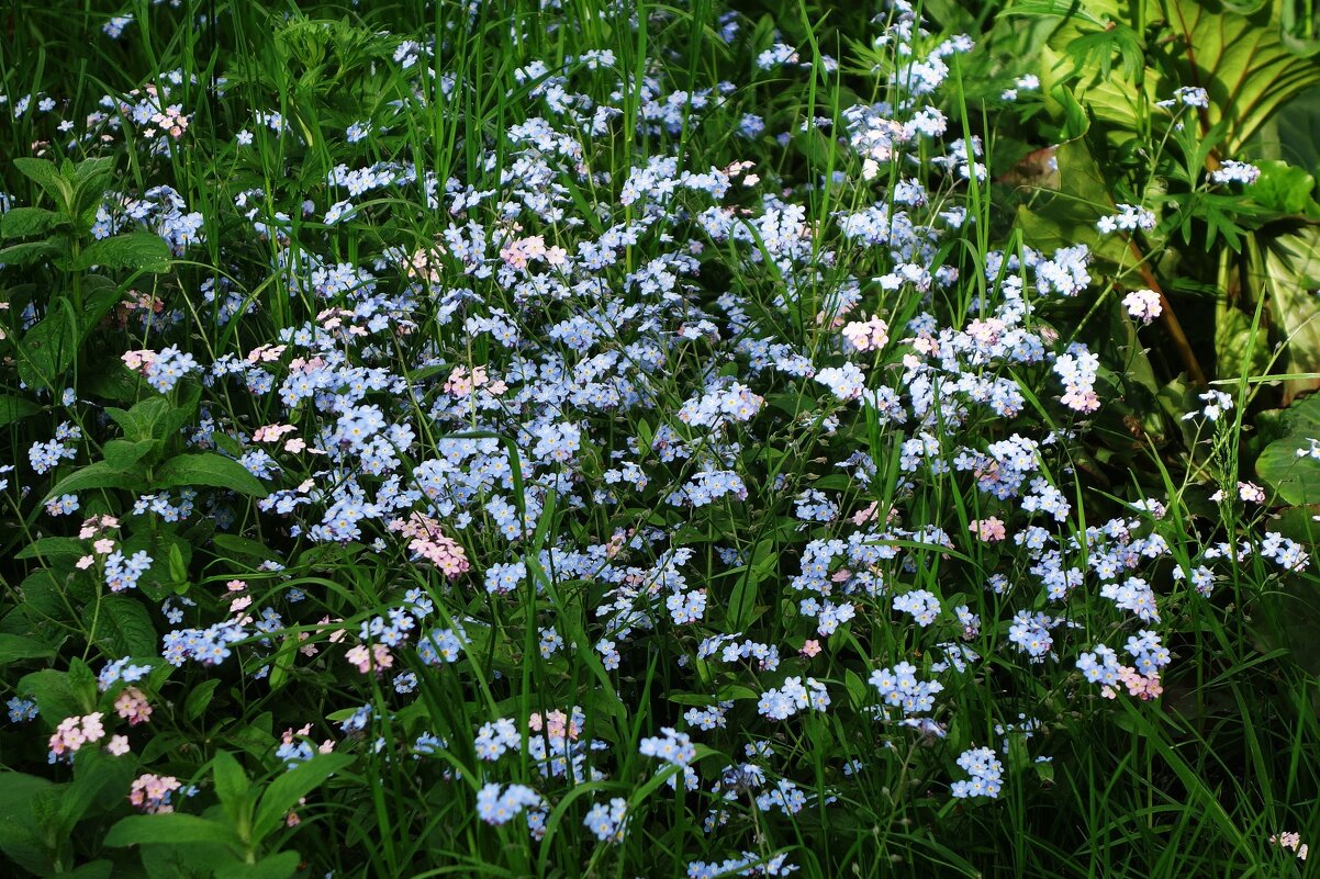 Незабудки - Рита Симонова