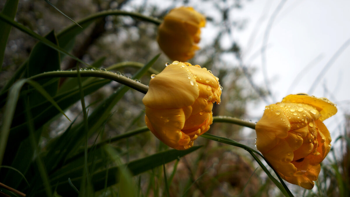 Признаки разлуки - sorovey Sol Признаки разлуки - sorovey Sol