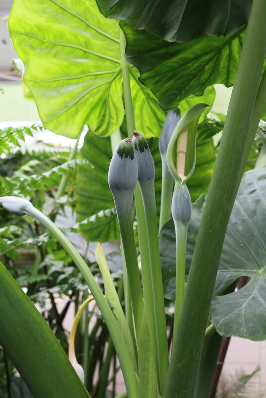 В оранжерее Заполярного ботанического сада - Ольга В оранжерее Заполярного ботанического сада - Ольга