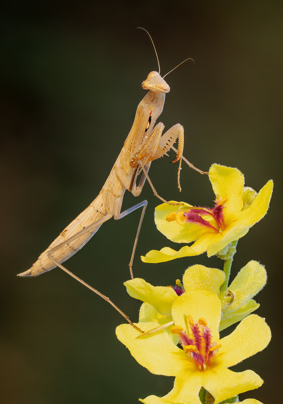 Богомол на цветках коровяка. - Александр Григорьев
