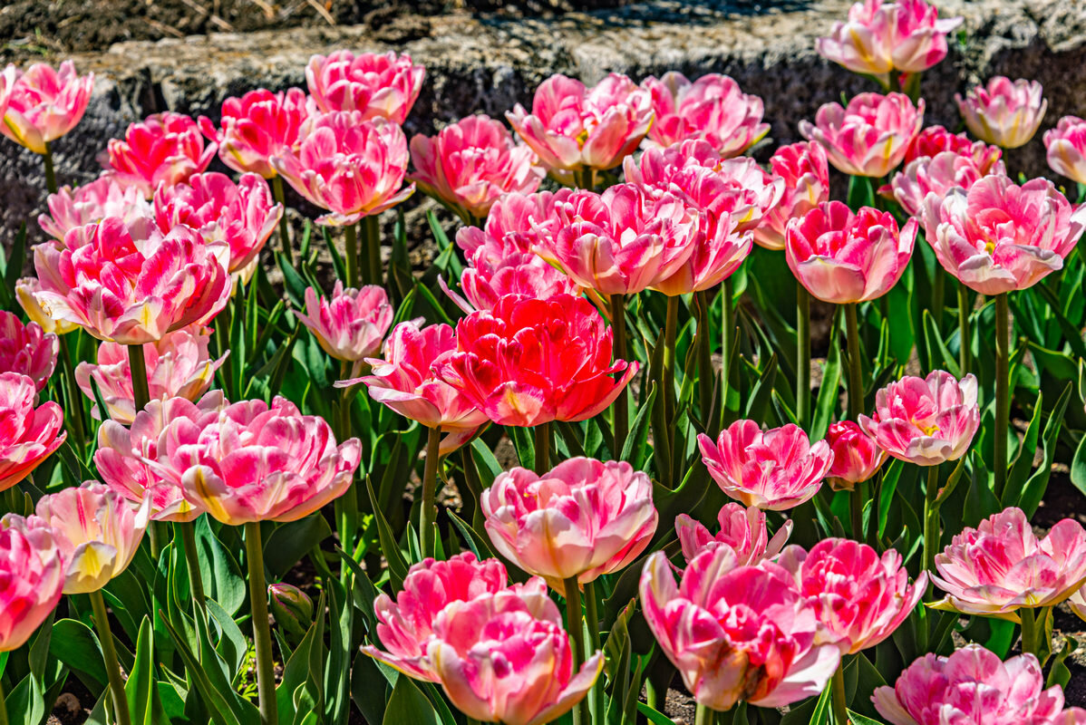 парк Цветник - Дмитрий Лупандин парк Цветник - Дмитрий Лупандин