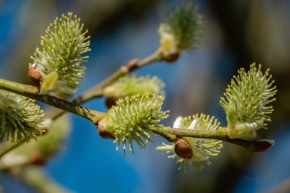 Весенний этюд... - Николай Гирш Весенний этюд... - Николай Гирш