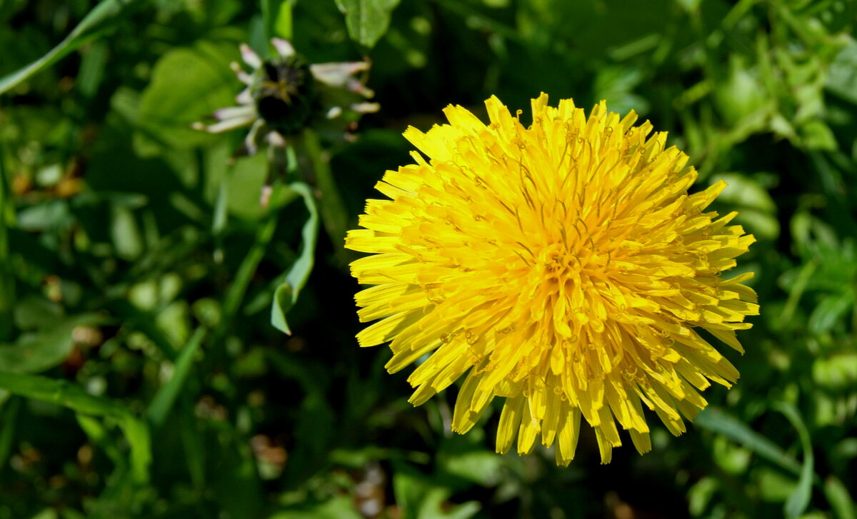 Май,одуванчик. - сергей ермошкин