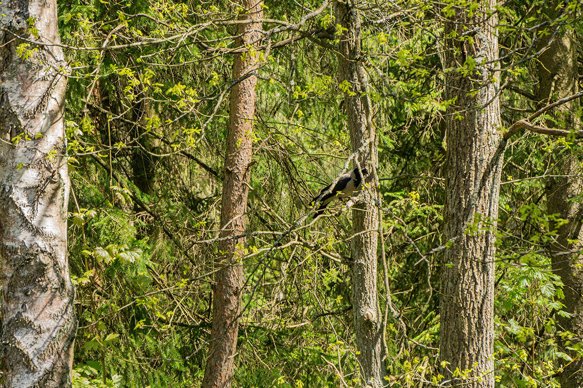 Мне сверху видно всё.... - Ирина Соловьёва Мне сверху видно всё.... - Ирина Соловьёва