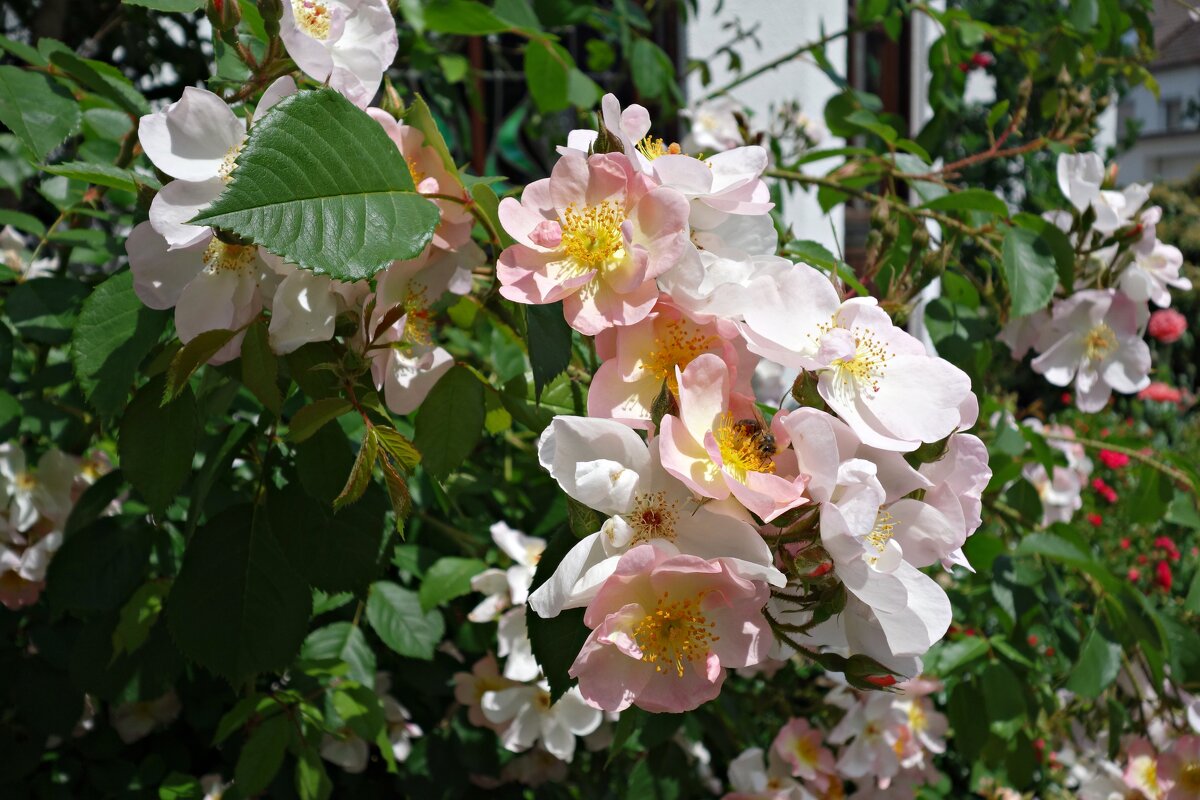 Прекрасна весна... - Галина Прекрасна весна... - Галина