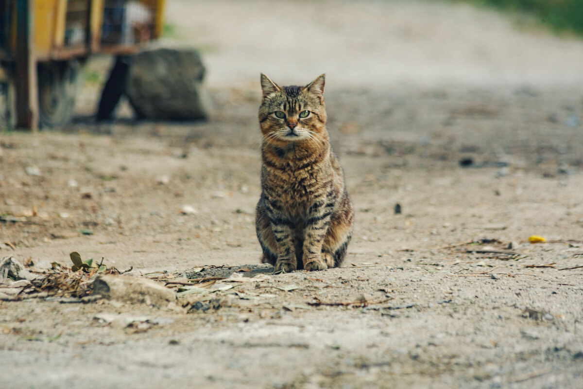 Крым. Гурзуф. Май 2025 - Вячеслав Владимирович Крым. Гурзуф. Май 2025 - Вячеслав Владимирович