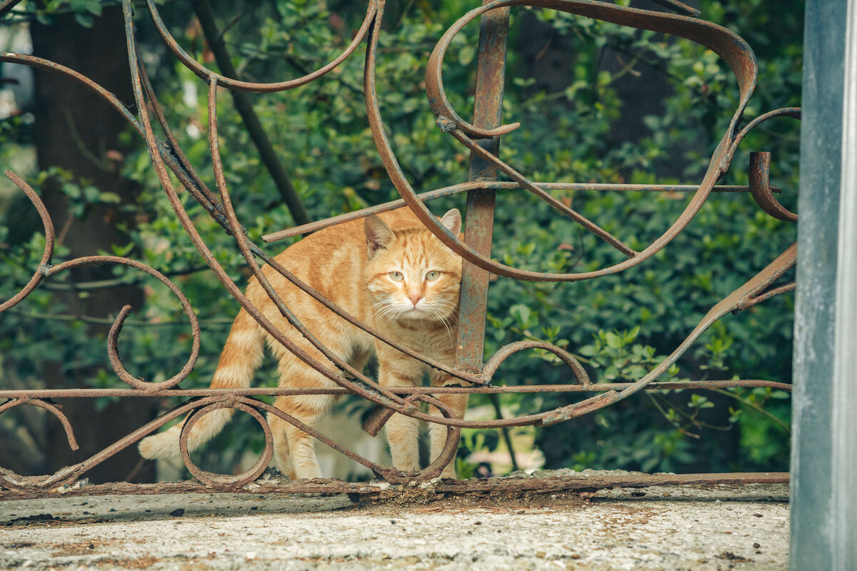 Крым. Гурзуф. Май 2025 - Вячеслав Владимирович Крым. Гурзуф. Май 2025 - Вячеслав Владимирович