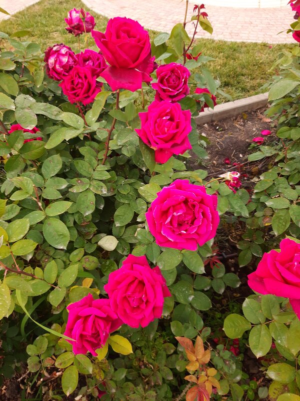 РИВЬЕРА - Tata Wolf РИВЬЕРА - Tata Wolf