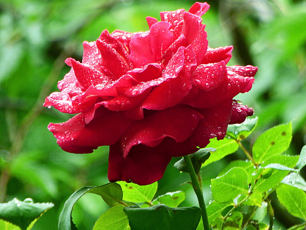 ПОСЛЕ ГРОЗЫ (4) - Елена Куприянова 