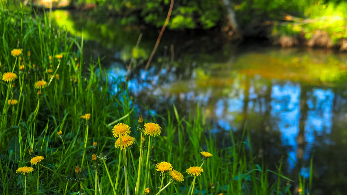 Природа в Городе - юрий поляков