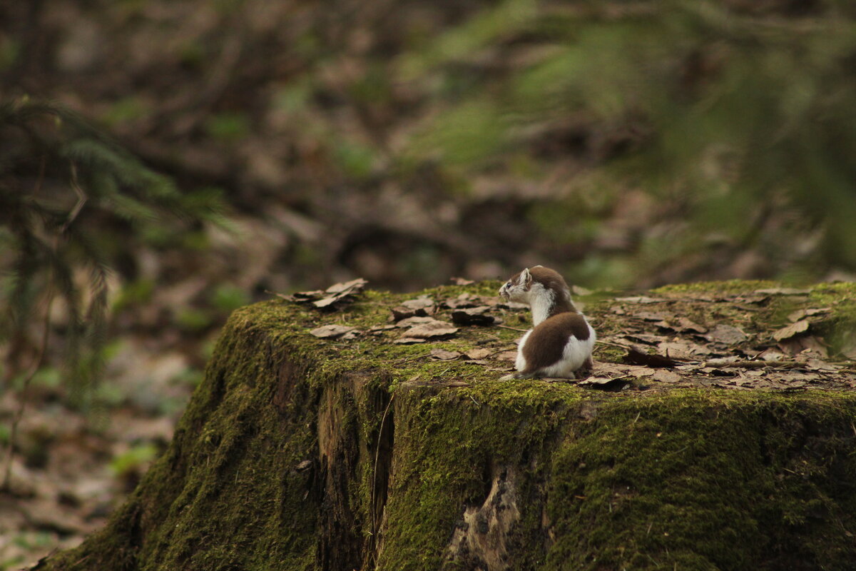 Ласка легла отдохнуть - Илья Ласка легла отдохнуть - Илья
