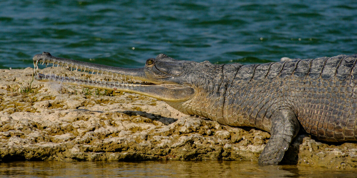 А зубы какие !!!! - Георгий А А зубы какие !!!! - Георгий А