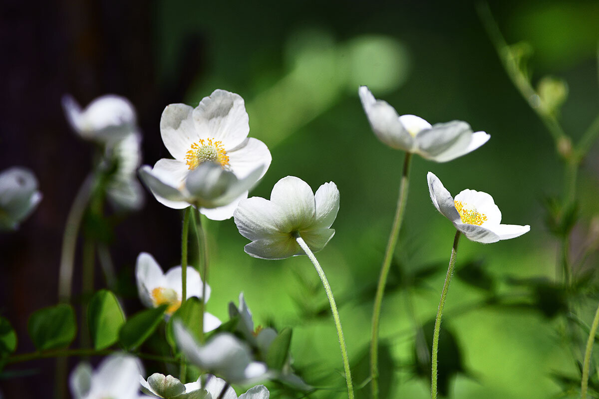 Лесные  ветреницы - Геннадий Супрун